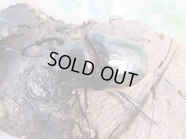 画像2: 新成虫☆WF1☆ハードウィッケイゴホンヅノカブト(亜種カンター)♂54ミリ♀53ミリペア販売!! (2)