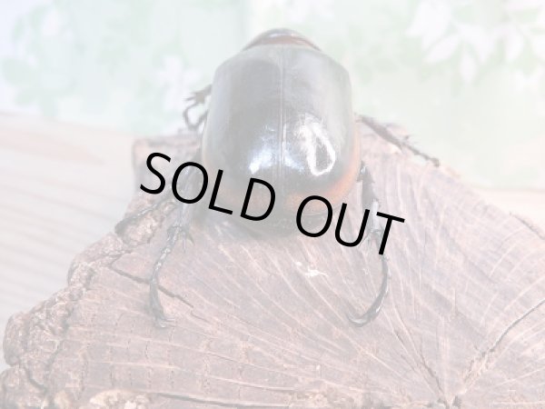 画像3: 新成虫☆WF1☆ハードウィッケイゴホンヅノカブト(亜種カンター)♂54ミリ♀53ミリペア販売!! (3)