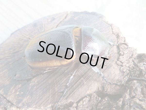 画像4: 新成虫☆WF1☆ハードウィッケイゴホンヅノカブト(亜種カンター)♂54ミリ♀53ミリペア販売!! (4)