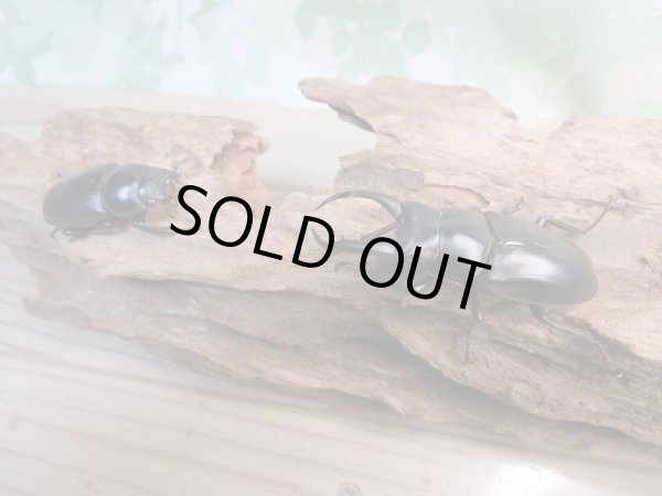 画像5: ☆新成虫☆ドンキエルハンプイ（黒ドンキ）♂59ミリ♀40ミリペア販売！！ (5)