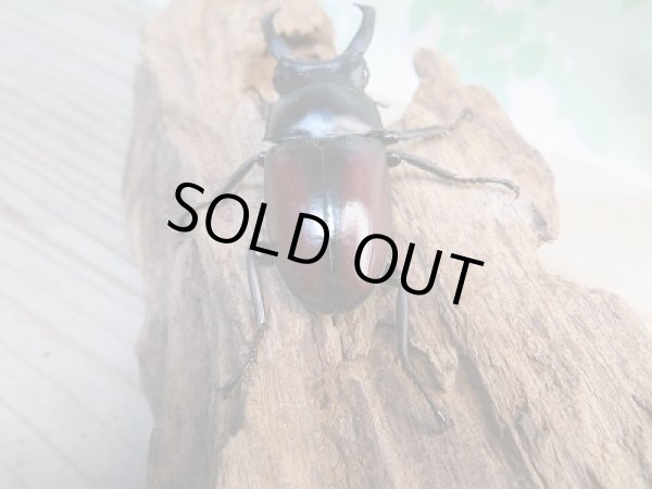 画像3: ☆新成虫☆ドンキエールコクワガタ（赤ドンキ）♂62ミリ♀40ミリ別血統ペア販売！！ (3)