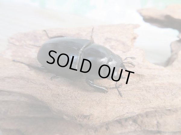 画像4: ☆新成虫☆ドンキエルハンプイ（黒ドンキ）♂59ミリ♀40ミリペア販売！！ (4)