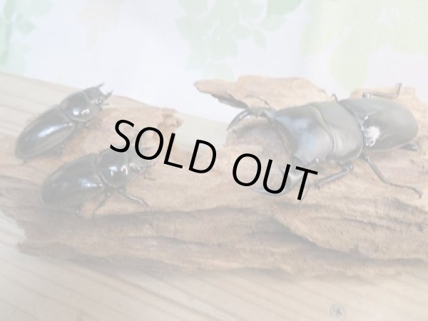 画像5: 新成虫！グランディスオオクワガタクワガタ♂75ミリ♀47ミリ＋♀45.5ミリ計3頭トリオ販売！！ (5)