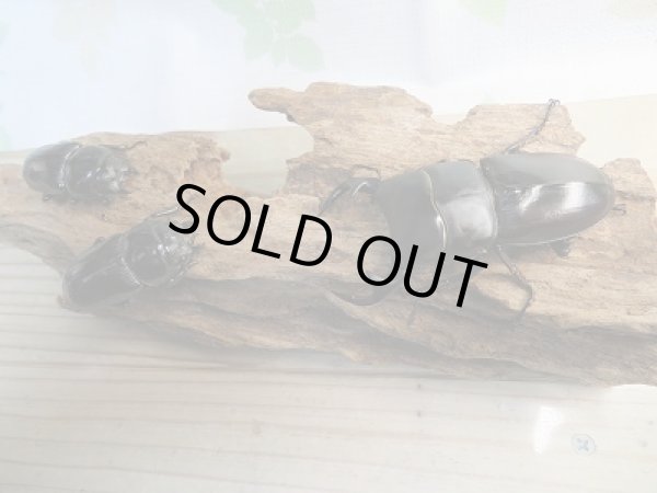 画像5: 新成虫！グランディスオオクワガタクワガタ♂76ミリ♀48ミリ＋♀48ミリ計3頭トリオ販売！！ (5)