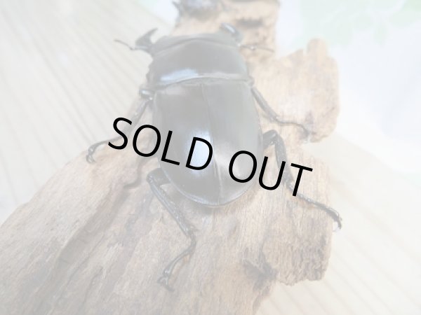 画像3: 新成虫！グランディスオオクワガタクワガタ♂75ミリ♀47ミリ＋♀45.5ミリ計3頭トリオ販売！！ (3)