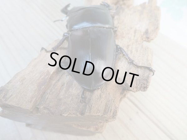 画像3: 新成虫！グランディスオオクワガタクワガタ♂76ミリ♀48ミリ＋♀48ミリ計3頭トリオ販売！！ (3)