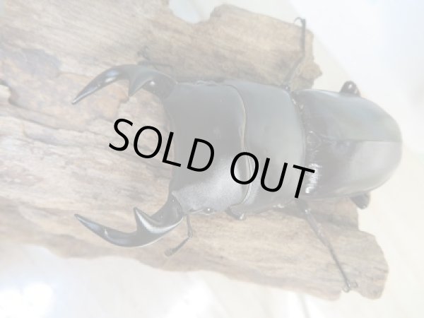 画像2: 新成虫！グランディスオオクワガタクワガタ♂76ミリ♀48ミリ＋♀48ミリ計3頭トリオ販売！！ (2)