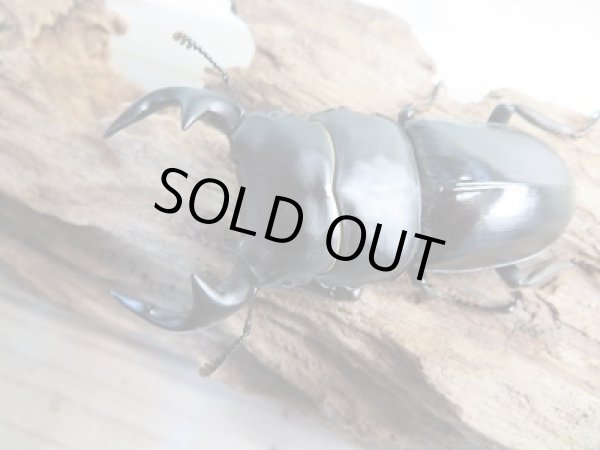 画像2: 新成虫！グランディスオオクワガタクワガタ♂75ミリ♀47ミリ＋♀45.5ミリ計3頭トリオ販売！！ (2)