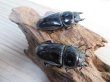 画像4: 新成虫！グランディスオオクワガタクワガタ♂75ミリ♀47ミリ＋♀45.5ミリ計3頭トリオ販売！！ (4)
