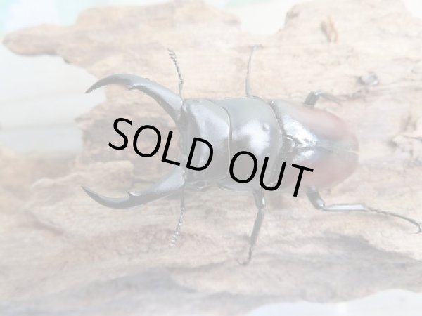 画像2: ☆新成虫☆ドンキエールコクワガタ(赤ドンキ)♂-A´52ミリ単品販売!! (2)