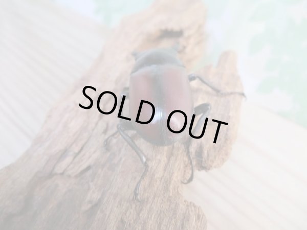 画像3: ☆新成虫☆ドンキエールコクワガタ(赤ドンキ)♂54ミリ単品販売!! (3)