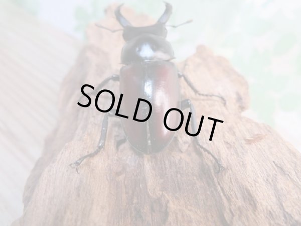 画像3: ☆新成虫☆ドンキエールコクワガタ(赤ドンキ)♂-A´52ミリ単品販売!! (3)