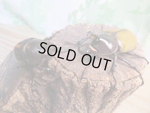 画像5: 新成虫!D.H.レイディ♂69ミリ♀53ミリペア販売!! (5)