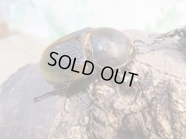 画像4: 新成虫!D.H.レイディ♂69ミリ♀53ミリペア販売!! (4)