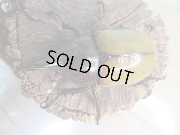 画像2: 新成虫!D.H.レイディ♂69ミリ♀53ミリペア販売!! (2)