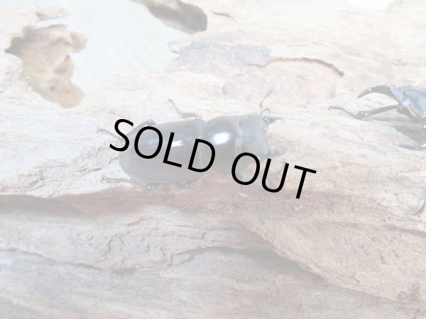 画像4: ★レア人気種★ラティオキナティブス♂37.8ミリ♀20ミリ別血統ペア販売！！ (4)