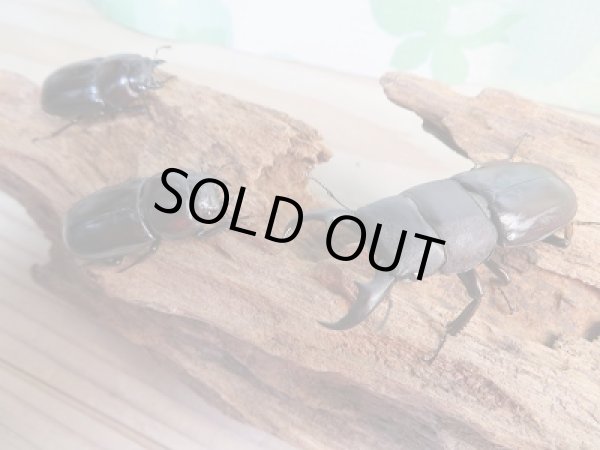 画像3: ☆くろねこチャンネルより再入荷☆WF3!ダイトウヒラタクワガタ♂43〜50ミリ♀28〜34ミリ1♂2♀のトリオ販売!更にプレゼント付き! (3)