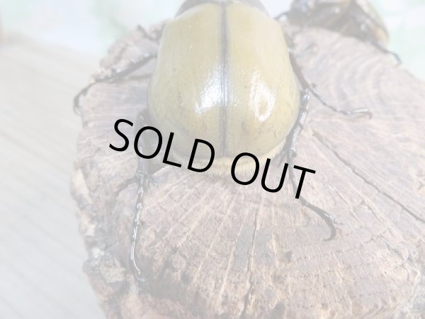 画像3: 新成虫!D.H.レイディ♂69ミリ♀53ミリペア販売!! (3)