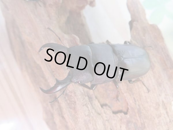 画像2: ☆くろねこチャンネルより再入荷☆WF3!ダイトウヒラタクワガタ♂43〜50ミリ♀28〜34ミリ1♂2♀のトリオ販売!更にプレゼント付き! (2)