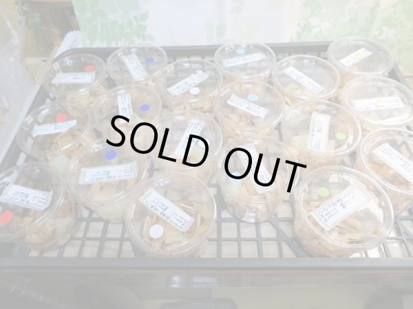 画像4: ☆くろねこチャンネルより再入荷☆WF3!ダイトウヒラタクワガタ♂43〜50ミリ♀28〜34ミリ1♂2♀のトリオ販売!更にプレゼント付き! (4)