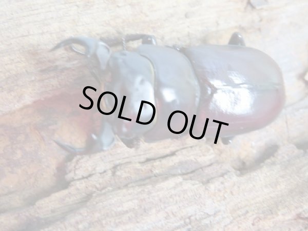 画像2: ★レア人気種★ラティオキナティブス♂37.8ミリ♀20ミリ別血統ペア販売！！ (2)