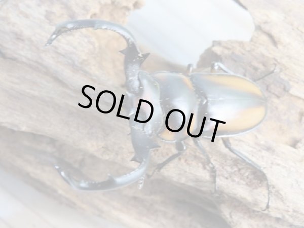 画像2: 新成虫☆WF2☆スぺキオススシカクワガタ♂56ミリ♀34.5ミリペア販売！！ (2)