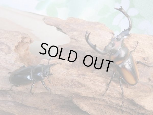 画像5: 新成虫☆WF2☆スぺキオススシカクワガタ♂56ミリ♀34.5ミリペア販売！！ (5)