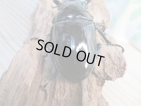 画像3: 新成虫☆タランドゥスオオツヤクワガタ♂68ミリ♀47ミリ別血統ペア販売！！ (3)