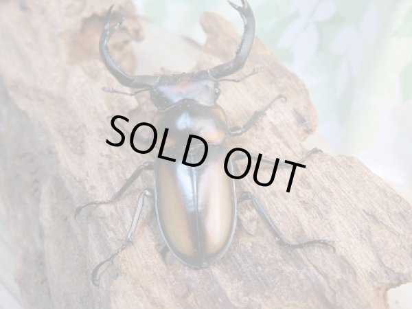 画像3: 新成虫☆WF2☆スぺキオススシカクワガタ♂56ミリ♀34.5ミリペア販売！！ (3)