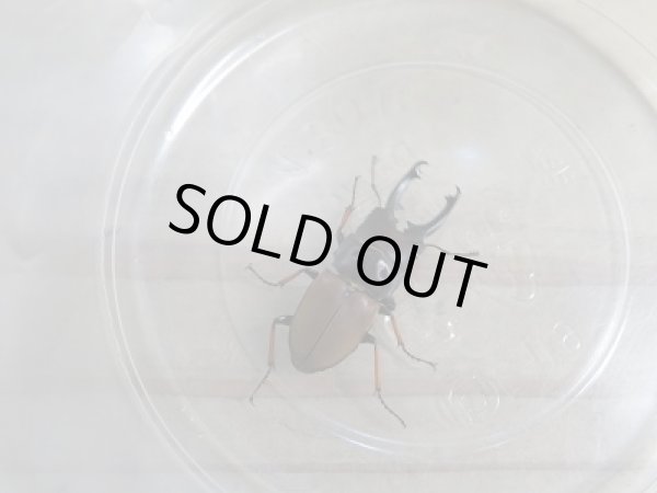 画像3: 新成虫☆ティビアリスホソクワガタ♂30ミリ♀フリーサイズペア販売！！ (3)