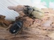 画像5: 新成虫☆人気小型種☆ボグティヒメゾウカブト♂40ミリ♀フリーサイズペア販売！！ (5)