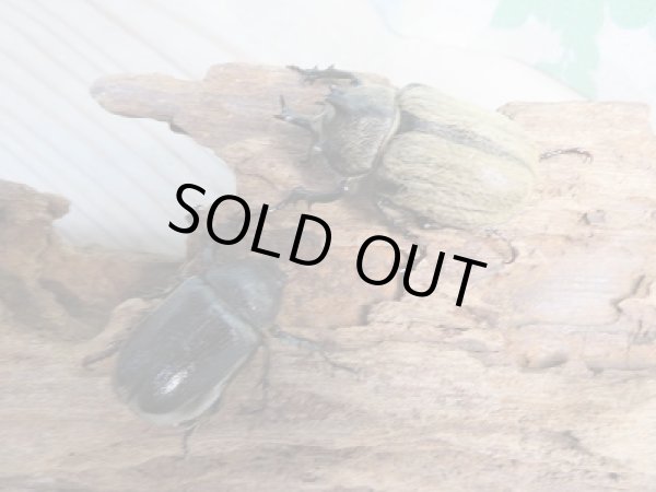 画像5: 新成虫☆人気小型種☆ボグティヒメゾウカブト♂40ミリ♀フリーサイズペア販売!! (5)