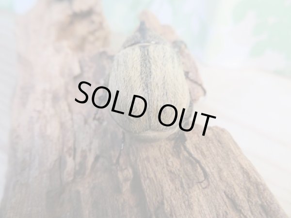 画像3: 新成虫☆人気小型種☆ボグティヒメゾウカブト♂40ミリ♀フリーサイズペア販売!! (3)