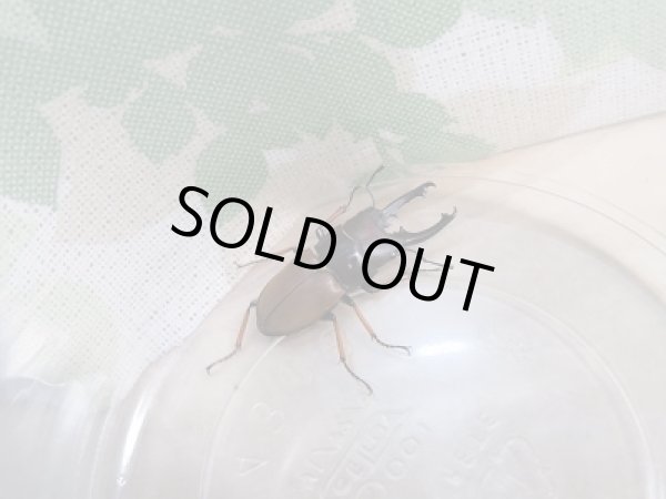 画像2: 新成虫☆ティビアリスホソクワガタ♂30ミリ♀フリーサイズペア販売！！ (2)