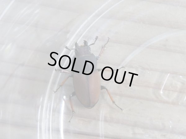 画像5: 新成虫☆ティビアリスホソクワガタ♂30ミリ♀フリーサイズペア販売！！ (5)