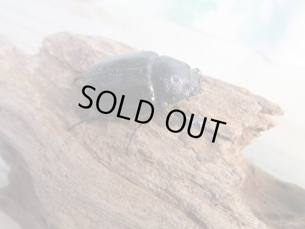 画像4: 新成虫☆人気小型種☆ボグティヒメゾウカブト♂40ミリ♀フリーサイズペア販売!! (4)