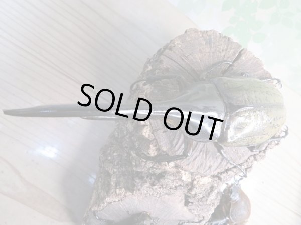 画像2: ☆新成虫☆D.H.ヘラクレス♂148ミリ♀70ミリペア+♀63ミリ計3頭のトリオ販売!! (2)