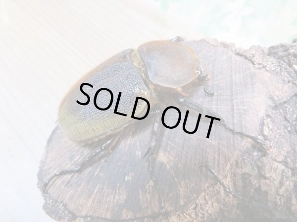 画像4: ☆新成虫☆D.H.ヘラクレス♂148ミリ♀70ミリペア+♀63ミリ計3頭のトリオ販売!! (4)