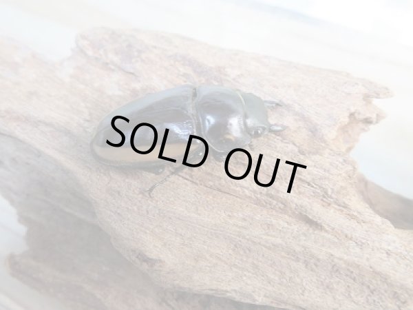 画像4: 新成虫☆WF2☆ビソンノコギリクワガタ(亜種cinctus)♂64ミリ♀35ミリペア販売!! (4)