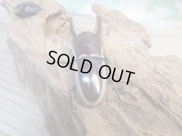 画像3: 新成虫☆WF2☆ビソンノコギリクワガタ(亜種cinctus)♂64ミリ♀35ミリペア販売!! (3)