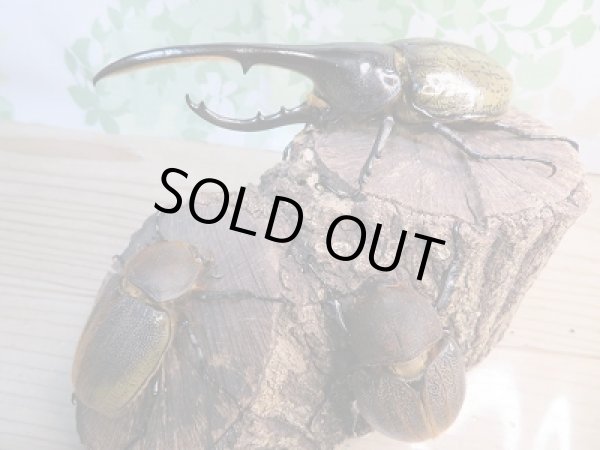 画像6: ☆新成虫☆D.H.ヘラクレス♂148ミリ♀70ミリペア+♀63ミリ計3頭のトリオ販売!! (6)