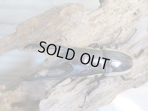 画像2: 新成虫☆WF2☆ビソンノコギリクワガタ(亜種cinctus)♂64ミリ♀35ミリペア販売!! (2)