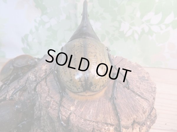 画像3: ☆新成虫☆D.H.ヘラクレス♂148ミリ♀70ミリペア+♀63ミリ計3頭のトリオ販売!! (3)