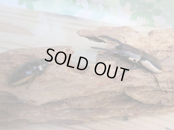 画像5: 新成虫☆WF2☆ビソンノコギリクワガタ(亜種cinctus)♂64ミリ♀35ミリペア販売!! (5)