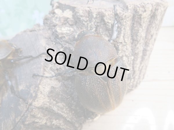 画像5: ☆新成虫☆D.H.ヘラクレス♂148ミリ♀70ミリペア+♀63ミリ計3頭のトリオ販売!! (5)