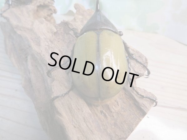 画像3: 新成虫!D.H.レイディ♂64ミリ♀55ミリペア販売!! (3)