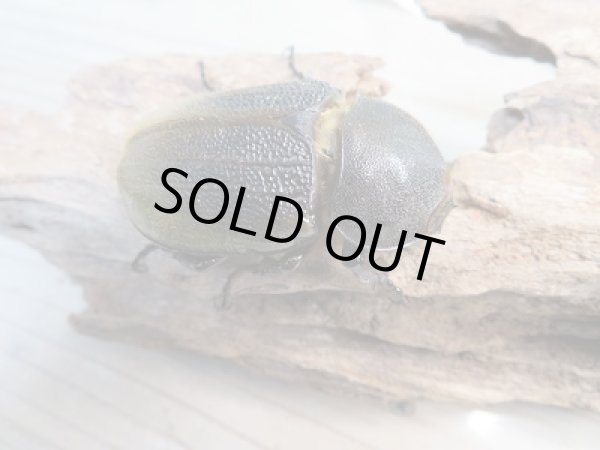 画像4: 新成虫!D.H.レイディ♂62ミリ♀55ミリペア販売!! (4)