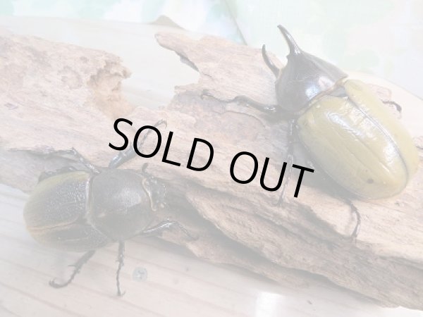 画像5: 新成虫!D.H.レイディ♂64ミリ♀55ミリペア販売!! (5)