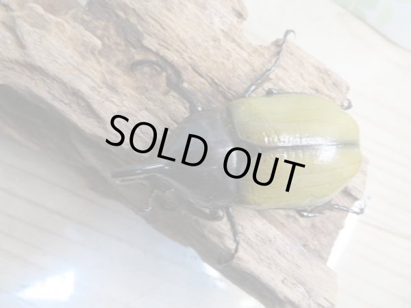 画像2: 新成虫!D.H.レイディ♂62ミリ♀55ミリペア販売!! (2)