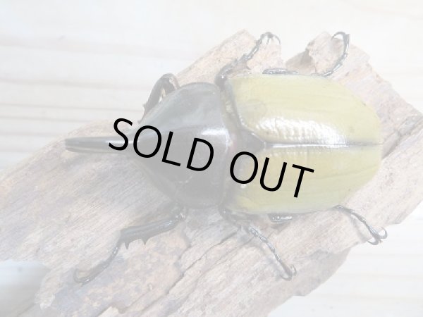 画像2: 新成虫!D.H.レイディ♂64ミリ♀55ミリペア販売!! (2)